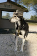 un chien et sa niche