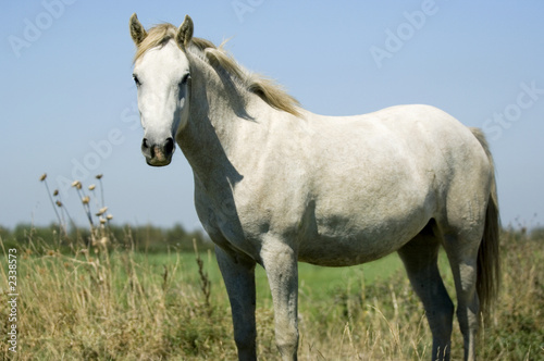 Photo: le cheval de camargue le cheval de camargue