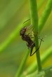 ant on the run