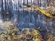 reflection (1)