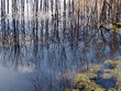 reflection (5)