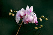 orchidée