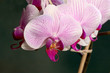orchidée