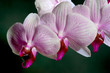 orchidée