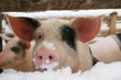 pig, piglet in winter pig, piglet in winter