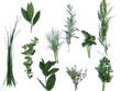 herbes