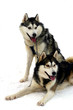 chiens de traineau