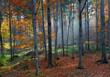 autumn forest