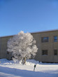 frosted tree