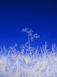 frost tree