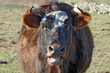 vache