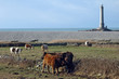 vache 2 vache 2