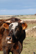 vache 3 vache 3
