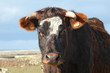 vache 5