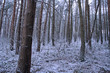 snowy wood