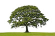 oak tree, symbol of strength
