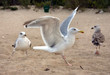 seagulls