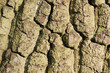 green bark texture