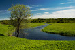 tree on river