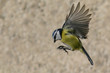 un mesange bleue se pose