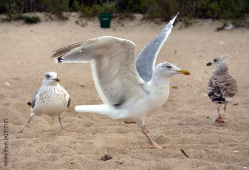 Photo: seagulls seagulls