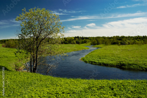 Photo: tree on river tree on river