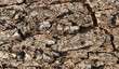 crumbling brown bark