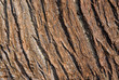 vertical bark grain