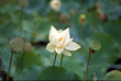 fleur de l'ile maurice