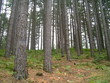 pineta