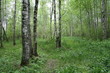 birchwood.