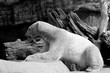 polar bear