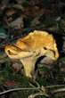 girolle