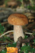 champignon 13 champignon 13