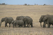 elephants famili