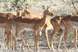 gazelles