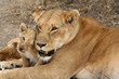 lions