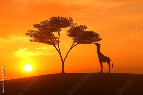 giraffe asunset