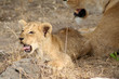 young yown lion 4