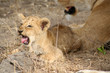 young yown lion 3