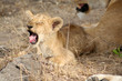 young yown lion
