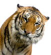 close-up d'un tigre