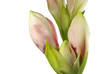 amaryllis