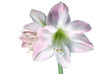 amaryllis