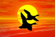 sunset with goose