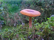 single toadstool