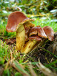toadstools on a tree stump