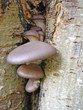 fungi between branches
