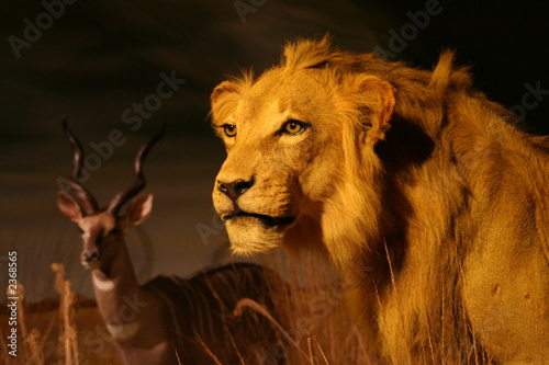 la savane et son lion