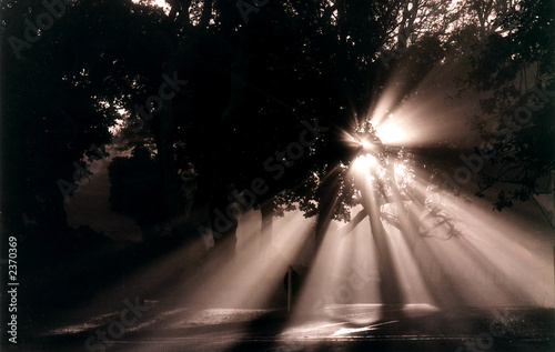 tree shadow